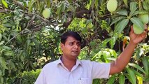 Tikamgarh's langda is special for mango lovers