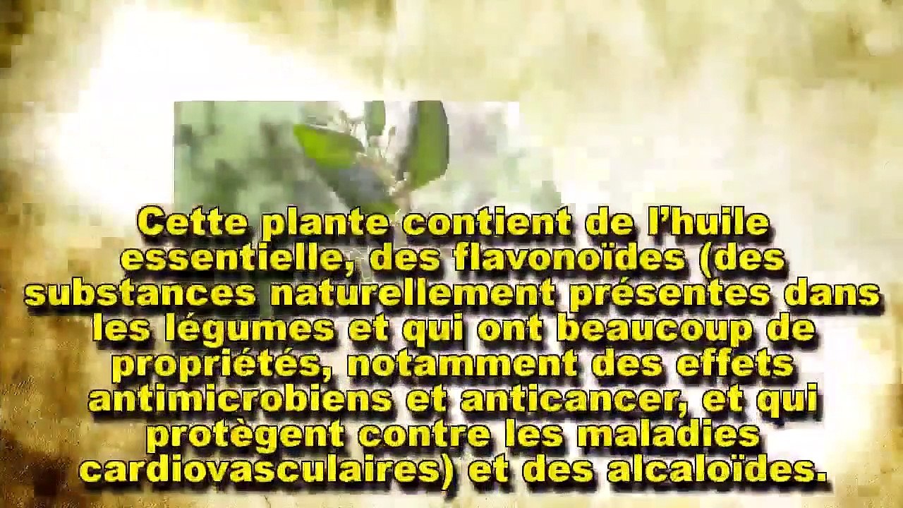 Le boldo, l’allié de notre foie