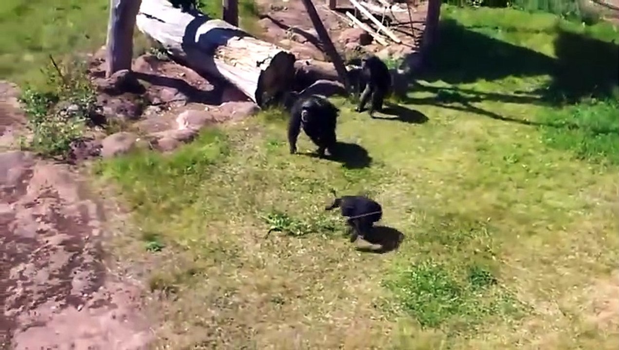 Die Tiere Haben Sich Mit Dem Falschen Gegner Angelegt!