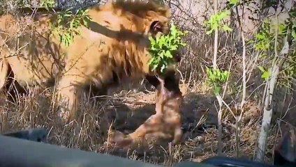 أسد مجنون يأكل الأشبال بلا رحمة - ماذا يحدث فى الطبيعة؟!