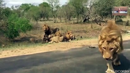 الأسود البريه تفترس جاموس وحشي دون رحمه