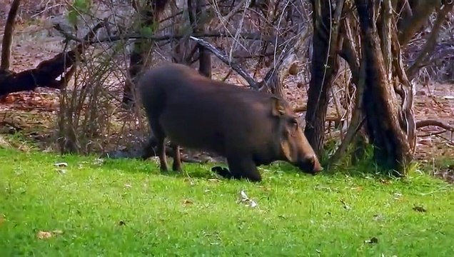 خنزير مجنون يتجرأ ويهاجم الأسود فى شجاعة لا تصدق - شاهد رد الأسود المرعب!