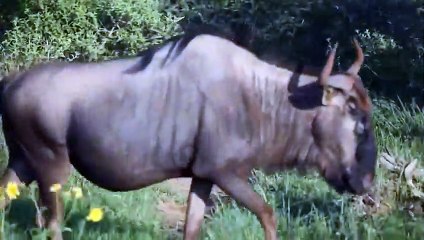 رهيب .. حيوانات لا تعرف الخوف حطمت الأسود بلا رحمة - عندما ينهار الأسد ويفقد هيبته!