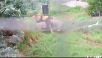 صراع الوحوش اربعه أسود عنيفه في عراك قاتل فيما بينهم البقاء الأقوى