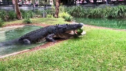 عندما يتوحش الجاكوار ويهاجم التمساح دون رحمة - مشاهد لا تصدق!