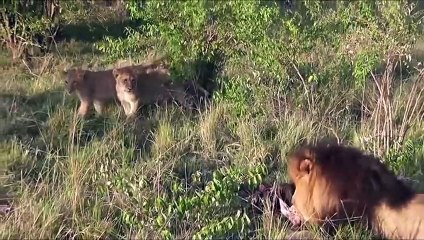 لبؤة جريحة تحاصرها عصابة الضباع تستنجد بالأسد الذى يأتى للإنقاذ والإنتقام