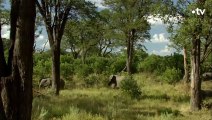 Des lions dévorent la trompe d'un éléphanteau - ZAPPING SAUVAGE