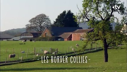 Ces chiots sont promis à un grand avenir - ZAPPING SAUVAGE