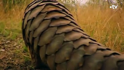 La langue du pangolin est immense - ZAPPING SAUVAGE