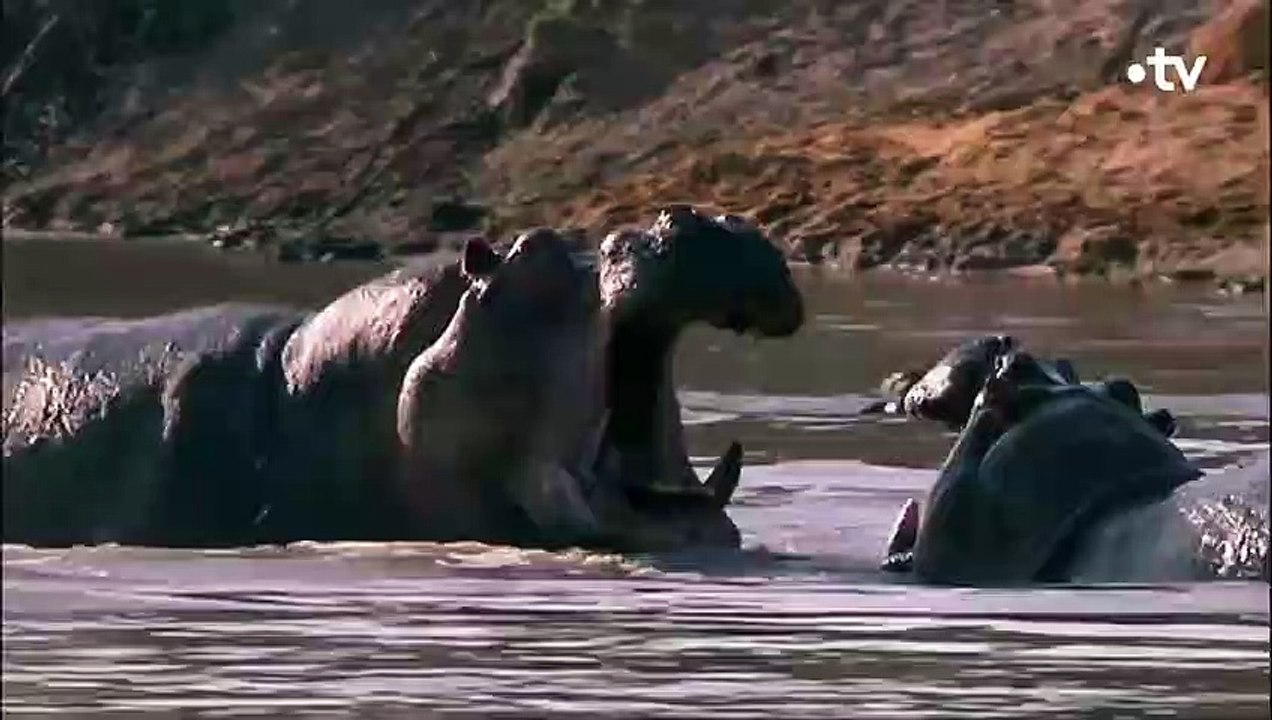 Les excréments n’arrêtent pas cette hippo en rut - ZAPPING SAUVAGE