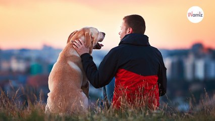 Are you thinking of adopting a dog?