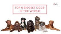 Top 6 biggest dogs in the world: Could you handle these giants?
