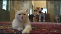 Il Miauseo di Teheran, museo del gatto con 30 felini fortunati
