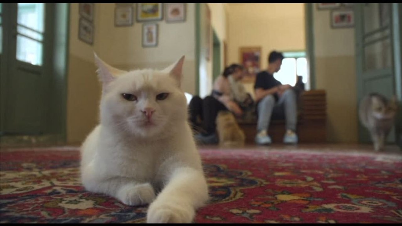 Il Miauseo di Teheran, museo del gatto con 30 felini fortunati