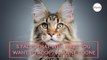 5 facts that will make you want to adopt a Maine Coon right ‘meow’