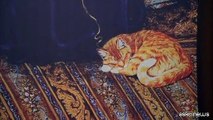 Il Miauseo di Teheran, museo del gatto con 30 felini fortunati