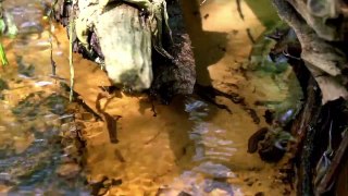 If You Ever Had A leech, You Must Watch This #animals