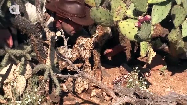 The Gila Monster - AMAZING Venomous Lizard Encounter!