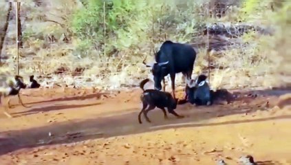 Best attack wild Epic Battle Of Wild dogs vs Animals is not never   Lion , Buffalo , warthog , deer