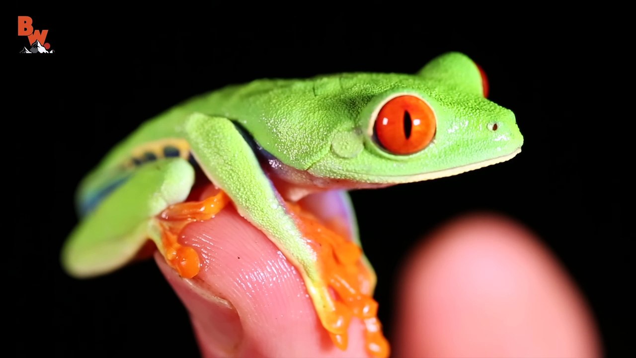 SURPRISE FROG ATTACK!