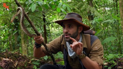 Most DANGEROUS Snake in Latin America!