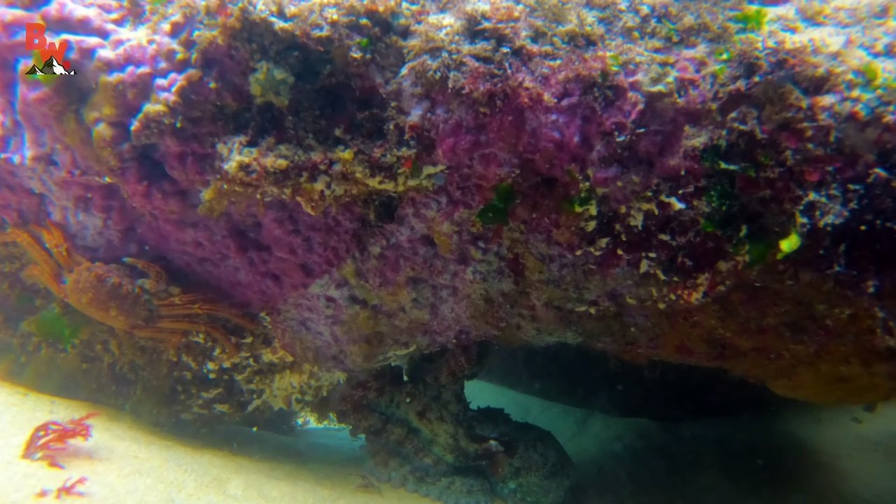 Octopus CAUGHT in South Africa!