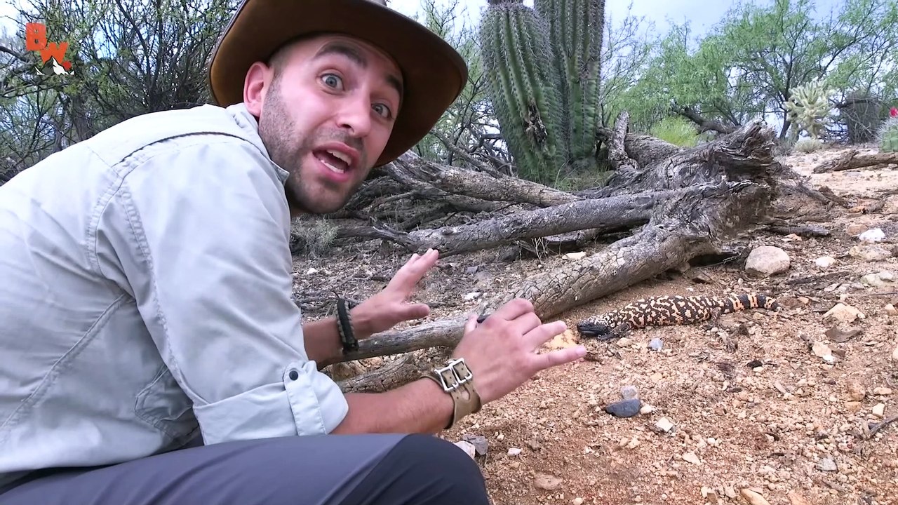 FASTEST LIZARD is Quick to BITE!