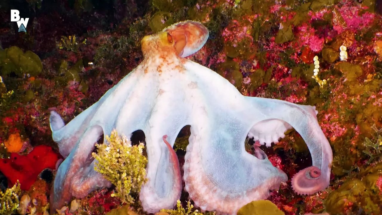 Venomous Octopus Defends the Reef!