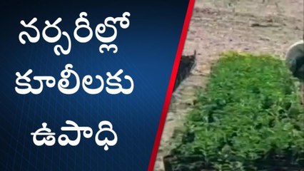 ఆసిఫాబాద్: నర్సరీల వల్ల రెండు ప్రయోజనాలు.. ఏంటంటే!