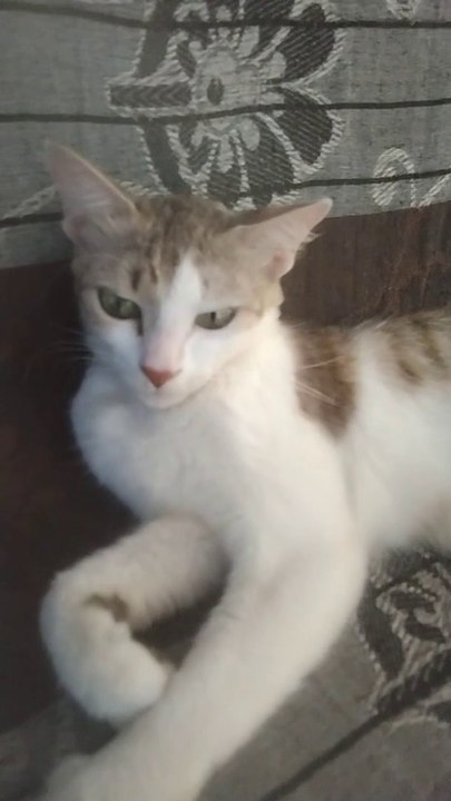 Cute Sweet Cat Video