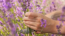 How To Prune, Harvest, And Dry Lavender