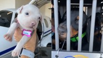 HERO PILOT rescues 26 DOGS!