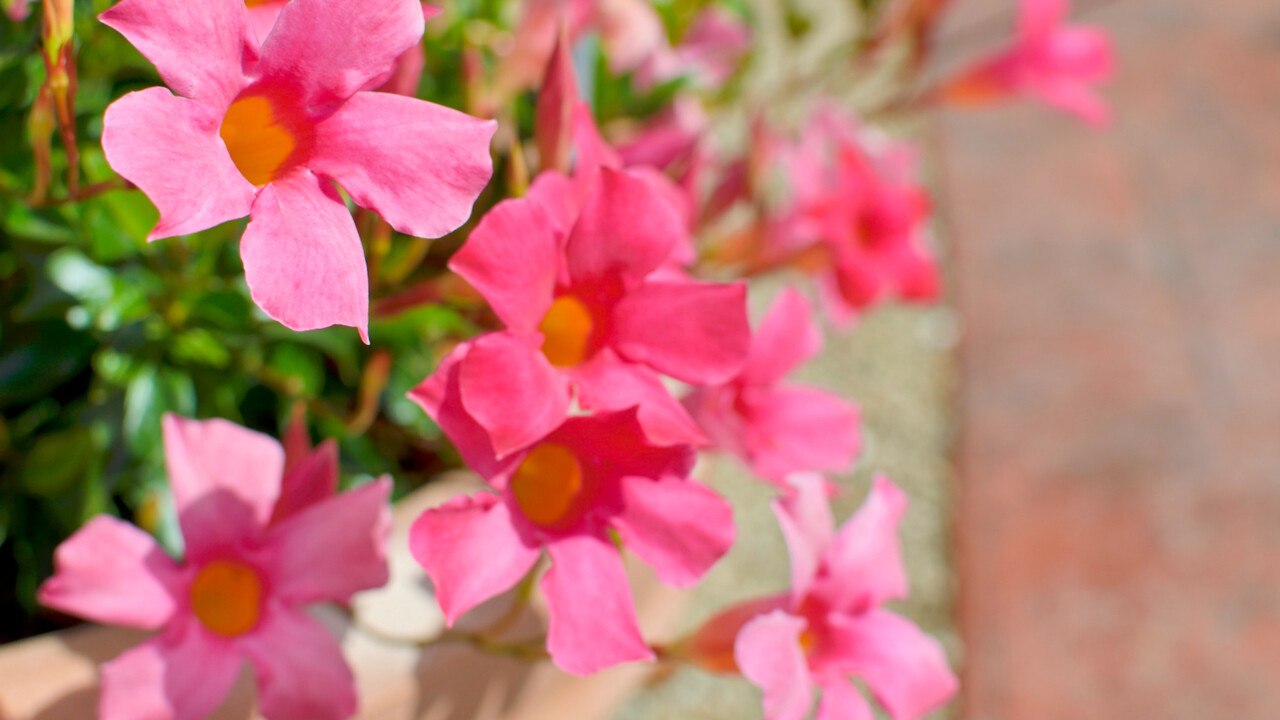 These Are the Fastest Growing Plants You Can Still Grow This Season