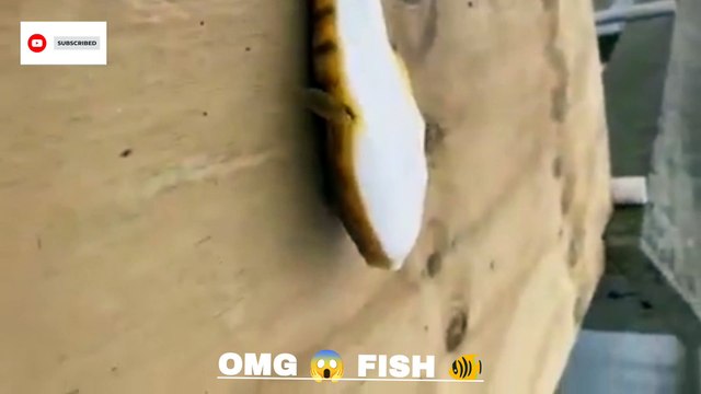 Looks like a snake type animal I've never seen such a fish before #rareanimal #snake #fish #sceary #nautre #reels #reelsinstagram #reelsviral #reelsvideo #reelslovers #reelsvideos #shorts #bts #viral #trending #featured #ytshorts