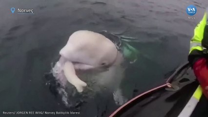 Rus casusu olabileceği düşünülen beluga balinası Norveç’ten sonra İsveç’te ortaya çıktı