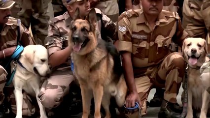 CISF Trained Three Dog has Retired today after 9 Years of Service in Delhi