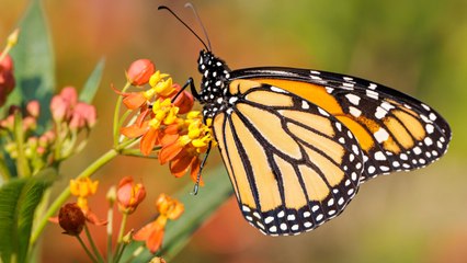 These Are the Top 5 Outdoor Plants of 2023