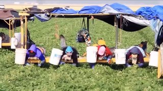 How To Produce Billions Of Strawberries In California - Strawberry Harvesting