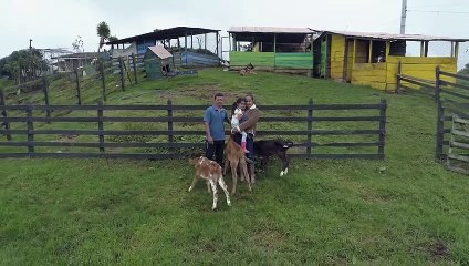 (EN VIDEO) Colanta, día mundial de la leche