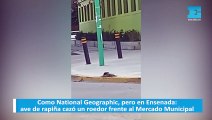 Como National Geographic, pero en Ensenada: ave de rapiña cazó un roedor frente al Mercado Municipal