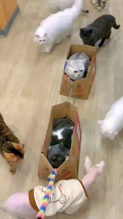 Cute cat train