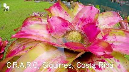 Which Poison Frog Can Kill You