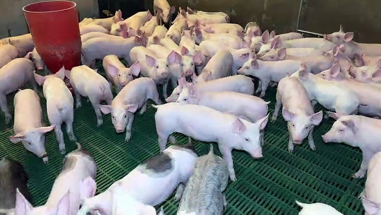 Ferme Allabouvette