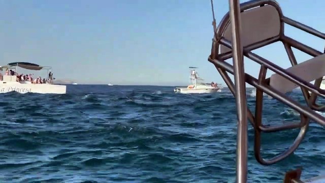 Raies volantes à Cabo