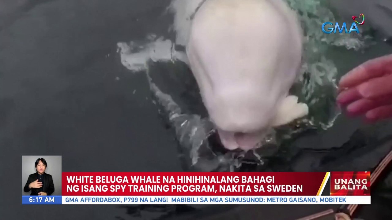 White beluga whale hinihinalang bahagi ng isang spy training program, nakita sa Sweden | UB