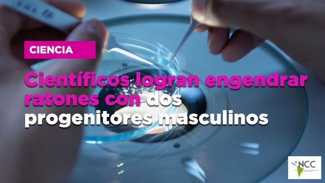 Científicos logran engendrar ratones con dos progenitores masculinos