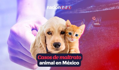 Casos de maltrato animal en México