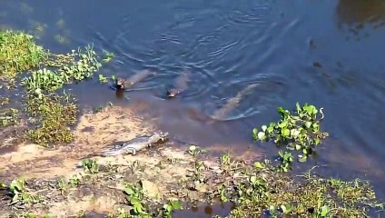 24Sea Otter vs Giant Otter   +Great White vs Saltwater Crocodile winner
