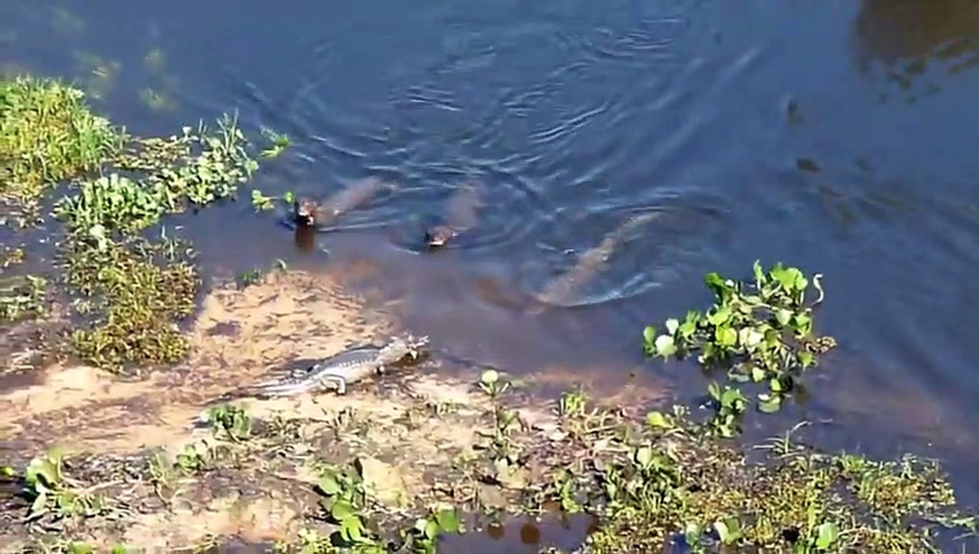 ⁣24Sea Otter vs Giant Otter   +Great White vs Saltwater Crocodile winner