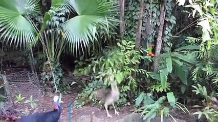 20Ostrich vs Cassowary   + African vs Asian Elephant winner